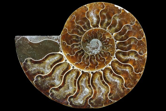 Agatized Ammonite Fossil (Half) - Madagascar #83807
